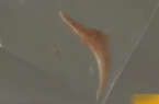 d]IeR